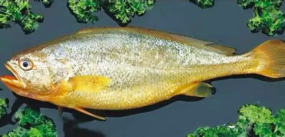 技術(shù)革新、顛覆認知：儲藏了近4年的黃魚、豬肉還很新鮮！(圖1)